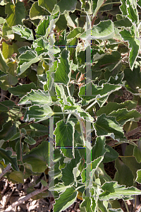 Picture of Pelargonium cordifolium 