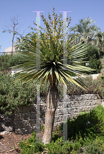 Picture of Dracaena draco 