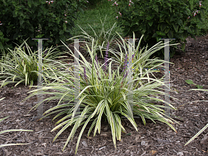 Picture of Liriope muscari 'Variegata'