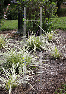 Picture of Liriope muscari 'Variegata'