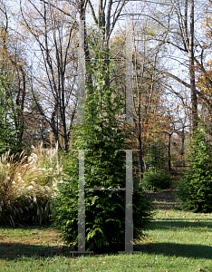 Picture of Thuja standishii x plicata 'Green Giant'