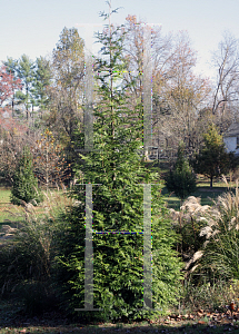 Picture of Thuja standishii x plicata 'Green Giant'