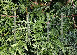 Picture of Thuja standishii x plicata 'Green Giant'