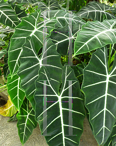 Picture of Alocasia micholitziana 'Maxkowskii'