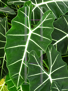 Picture of Alocasia micholitziana 'Maxkowskii'