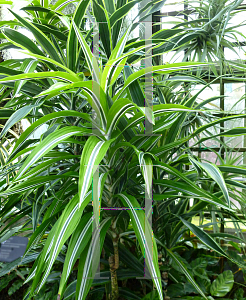 Picture of Dracaena deremensis 'Lemon Lime'