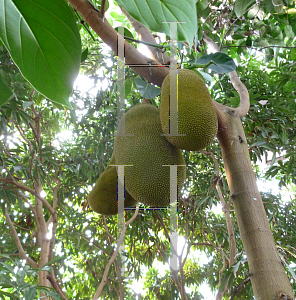 Picture of Artocarpus heterophyllus 