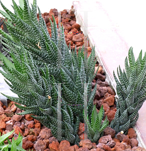 Picture of Haworthia reinwardtii var. reinwardtii 