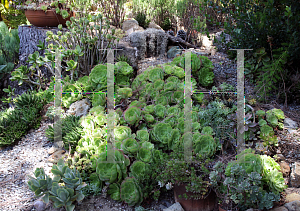 Picture of Aeonium canariense 