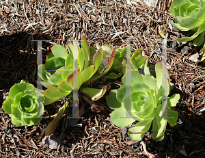 Picture of Aeonium canariense 