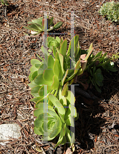 Picture of Aeonium canariense 