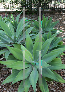 Picture of Agave attenuata 