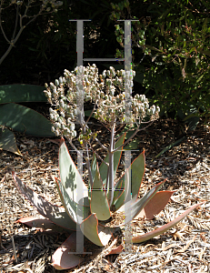 Picture of Aloe striata 