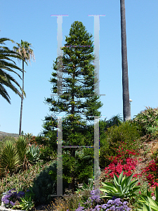 Picture of Araucaria heterophylla 