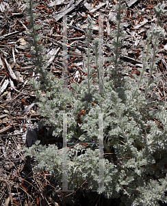 Picture of Artemisia pycnocephala 'David's Choice'