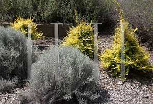 Picture of Leucophyta brownii 'Silver Bush'