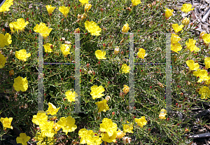 Picture of Calylophus berlandieri 