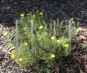 Picture of Calylophus berlandieri 