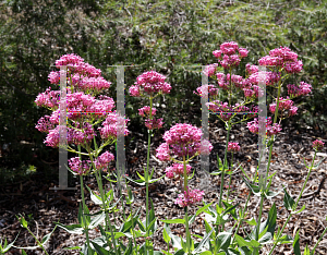 Picture of Centranthus ruber 