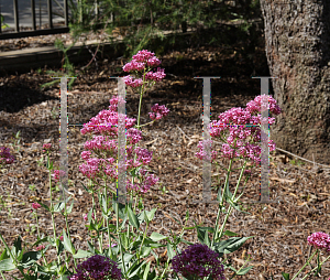 Picture of Centranthus ruber 