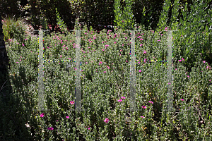 Picture of Cistus x pulverulentus 'Sunset'