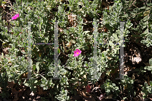 Picture of Cistus x pulverulentus 'Sunset'