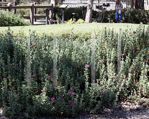 Picture of Cistus x pulverulentus 'Sunset'