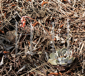 Picture of Echeveria lilacina 