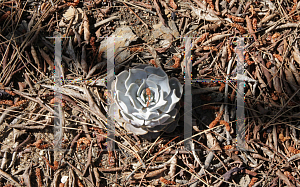 Picture of Echeveria lilacina 