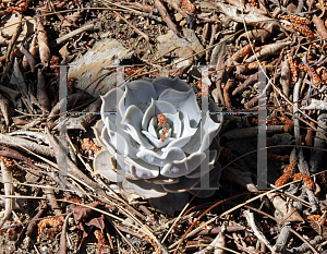 Picture of Echeveria lilacina 