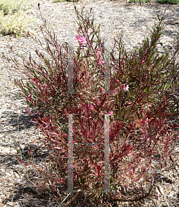 Picture of Oenothera lindheimeri 'Passionate Rainbow'