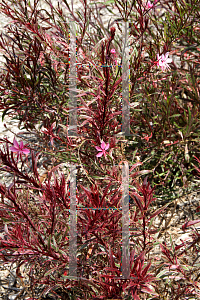 Picture of Oenothera lindheimeri 'Passionate Rainbow'