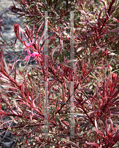 Picture of Oenothera lindheimeri 'Passionate Rainbow'