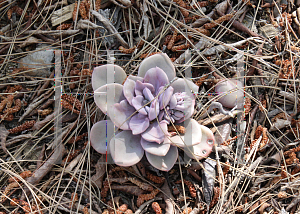 Picture of Graptoveria  'Debbie'