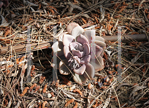 Picture of Graptoveria  'Debbie'