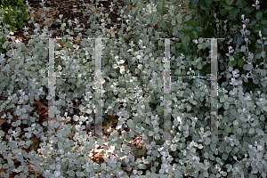 Picture of Helichrysum petiolare 