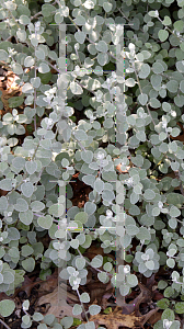 Picture of Helichrysum petiolare 