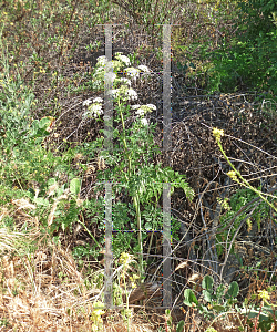 Picture of Conium maculatum 
