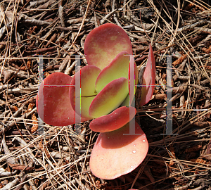 Picture of Kalanchoe luciae 