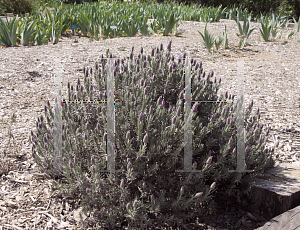 Picture of Lavandula stoechas 'Silver Anouk'