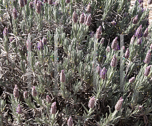 Picture of Lavandula stoechas 'Silver Anouk'