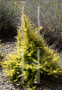 Picture of Ligustrum sinense 'Sunshine'