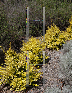 Picture of Ligustrum sinense 'Sunshine'