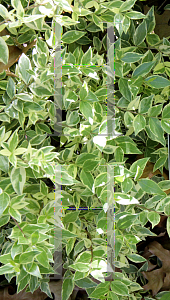 Picture of Myrtus communis 'Compacta Variegata'