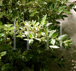 Picture of Myrtus communis 'Compacta Variegata'