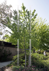 Picture of Quercus phellos 