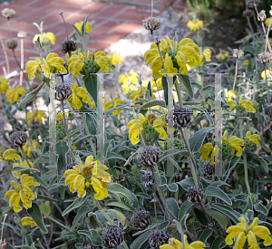 Picture of Phlomis fruticosa 