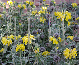 Picture of Phlomis fruticosa 