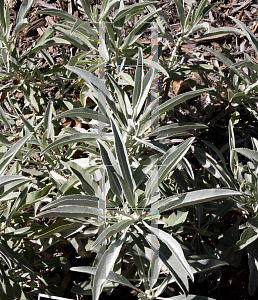 Picture of Salvia apiana 