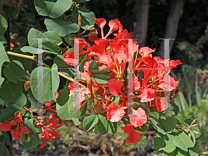 Picture of Bauhinia galpinii 